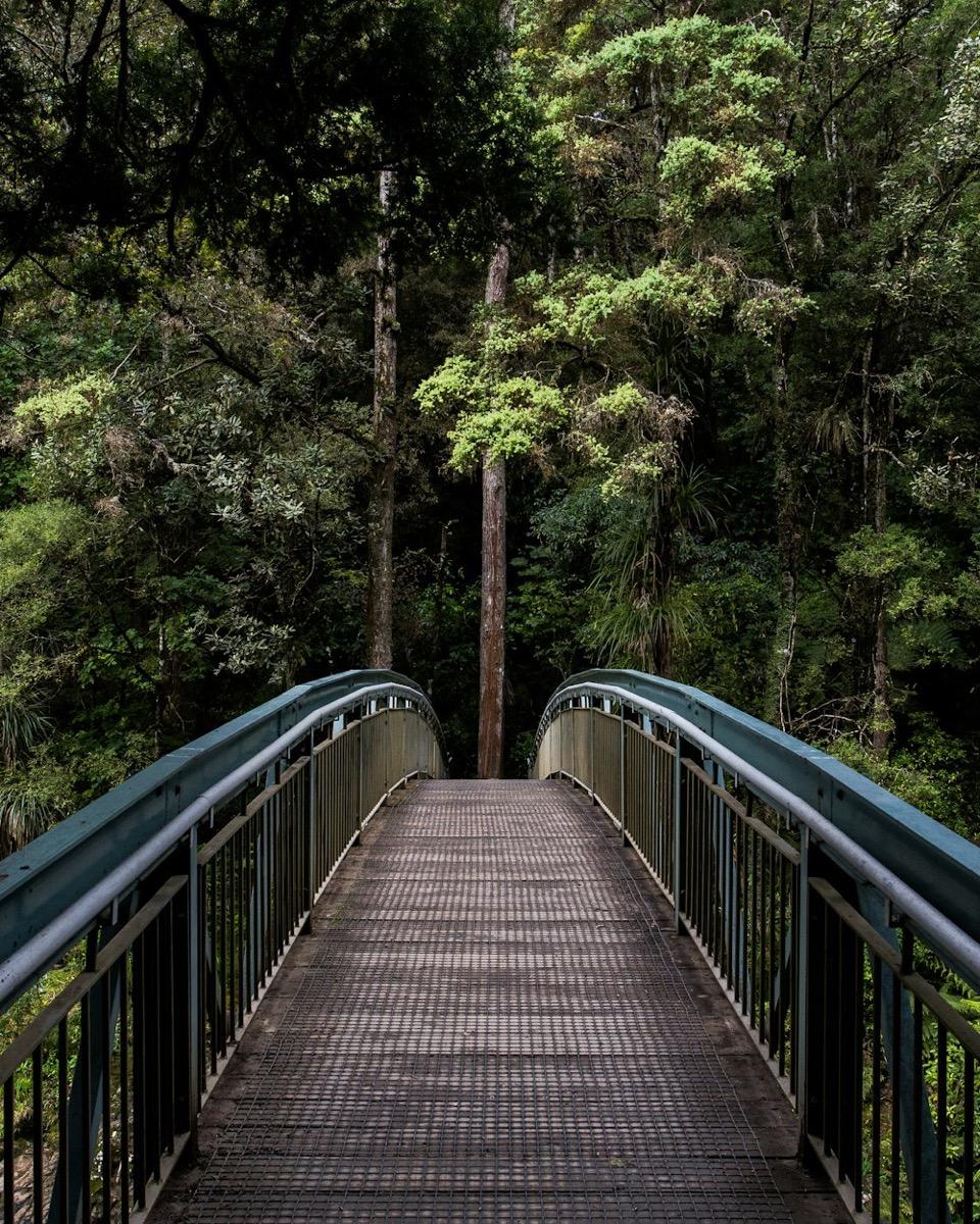 A footbridge leading into a forest